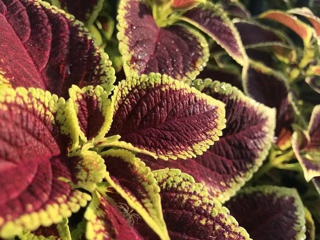 Jak dostanu penze po darování krve: Pravidla a výhody 22 Jak dostanu penze po darování krve: Pravidla a výhody